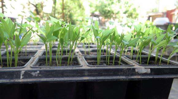 Срокове за сеитба на пипера за разсад – точната формула за успех