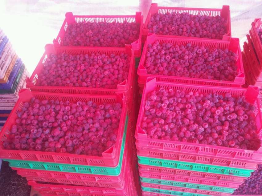 Слабата миналогодишна реколта натисна износа на малини от Украйна