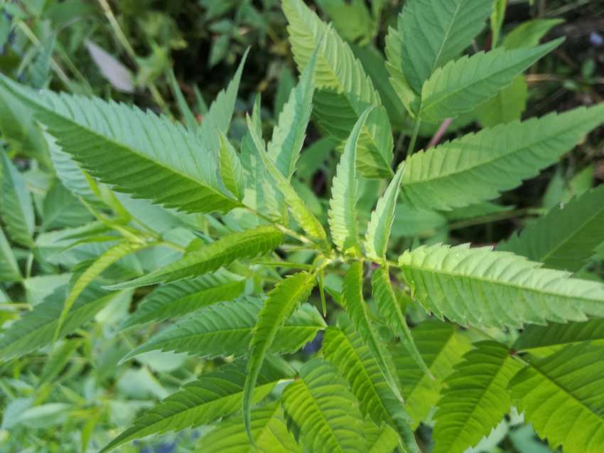 В Северна Македония започват проверки на всичките 43 фирми, които отглеждат канабис