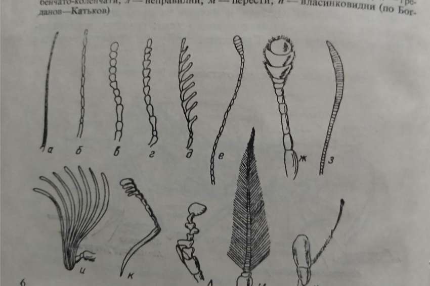 Как да разпознавате насекомите?