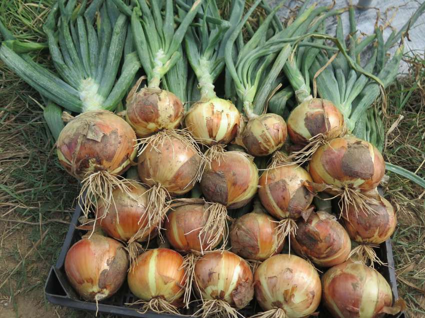 �������� ����������� ������� � ��������: 4,5 ���. ���� ���� 2025 �., ����� ������ �� ����� �����