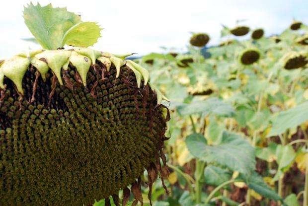 В аржентинския слънчоглед откриха в пъти над допустимото малатион и делтаметрин