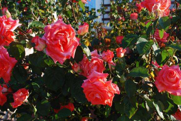 Ðîçîïðîèçâîäèòåëè ó÷ðåäèõà îáåäèíåíèå â Ïàâåë áàíÿ