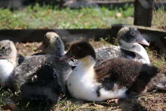 Откриха огнище на птичи грип при патици-мюлари в Хасковско село