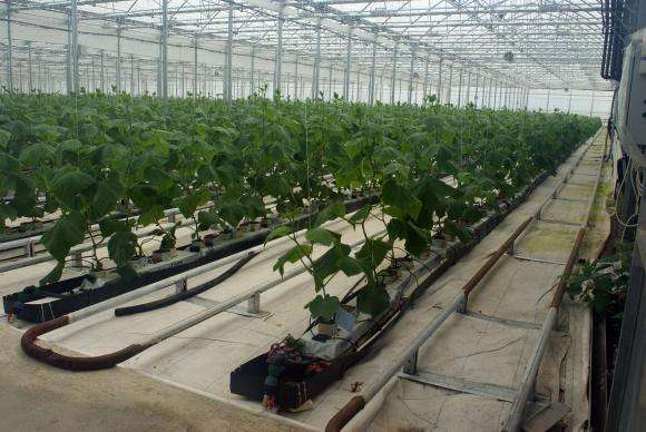 Лоша идея е да отглеждате заедно краставици и домати в оранжерия