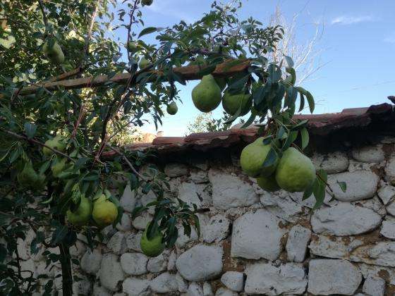 Важни забележки по заявяването на плодове и зеленчуци в Кампания 2026