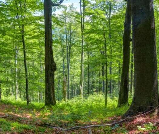 Финансовата криза в горите: търсят пари за заплати от централния бюджет