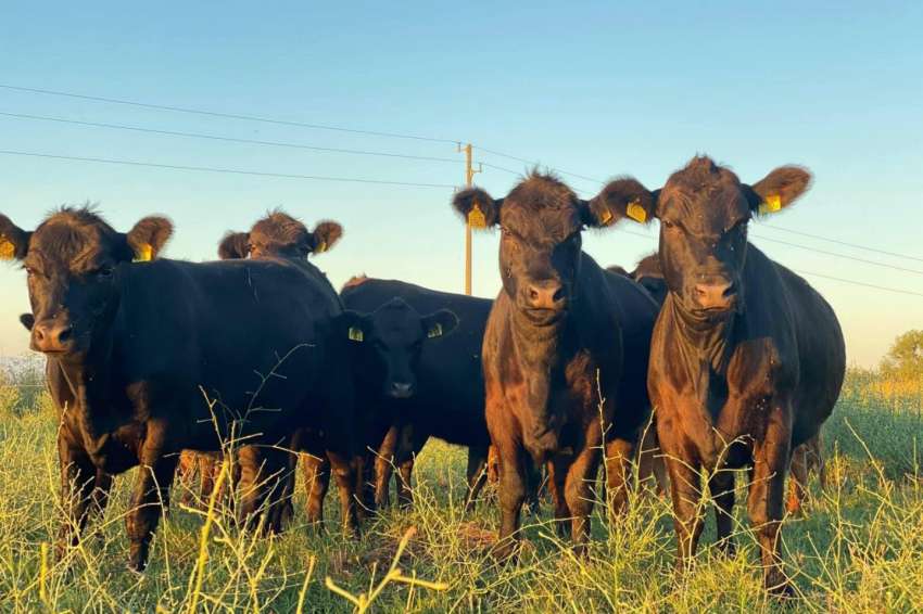 ������ � ����� �� ������ ����� �� ����������� ������� ���� 20-������� ����������