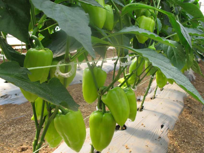 �������� ��� �������� ��������, ��� ������� �������� �� ������� ���������� �� ���������