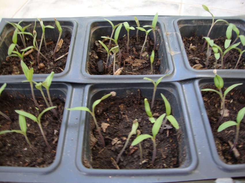 �������� �� �������� �������� �� �������