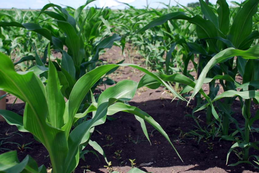 ������� � �������� ������: ��������������� ��������� ������ �����