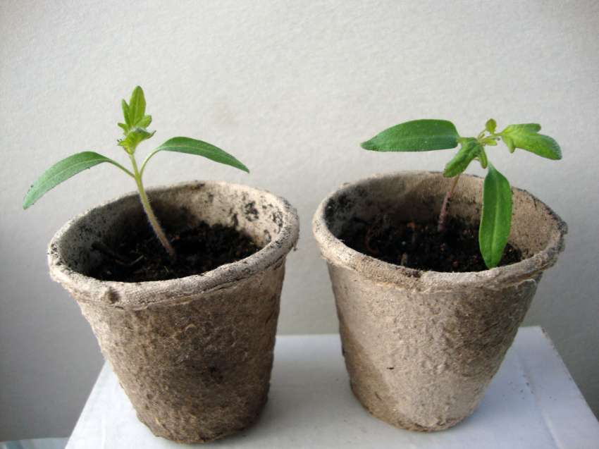 ����� �� ������� ��� ������� �� �������, �� �� �� ������ �������?