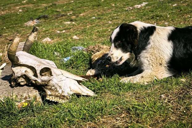В Ихтиманско разкриха масово клане на контрабандно внесен добитък