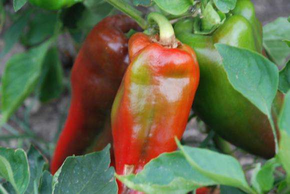 ��������� �������� ����� �� 3,3 �� ���, ������� �� ������ � 0,8%