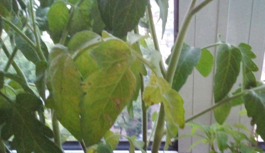 �� ������������ ������� ������ �� �������, ����� �� �� ��������