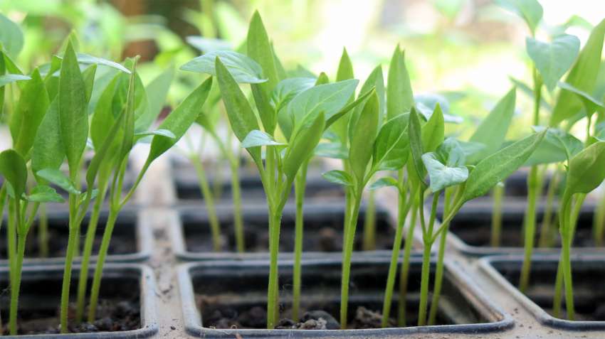 ������ �������� �� ������� �� ����������