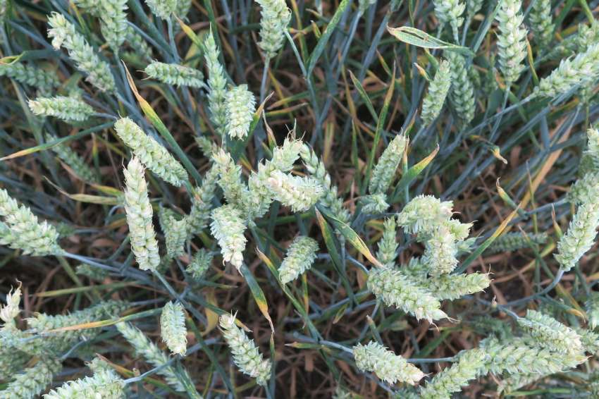 С 23 млн.т по-слаба реколта от пшеница в света през 2026 г.