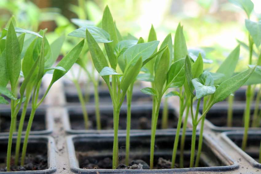 ���� ������� �� ������� �� ������ ����������?