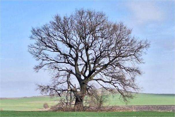 ������� ���