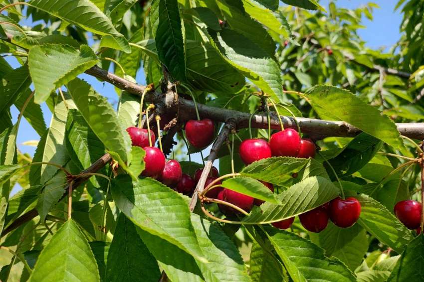 Младите градини с круши и праскови са най-много, десертното грозде почти не се подновява