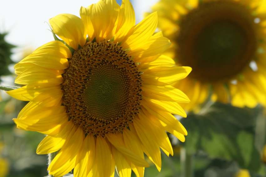 Украйна вдигна близо тройно приходите от износа на рапично масло