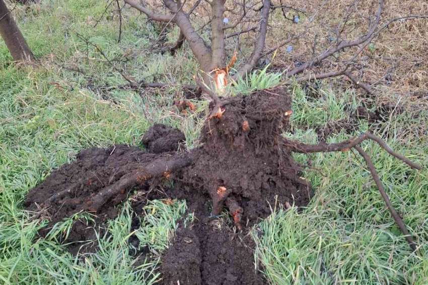 Ефективни начини за предпазване на градините от „черната златка“