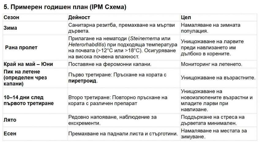 Черна златка