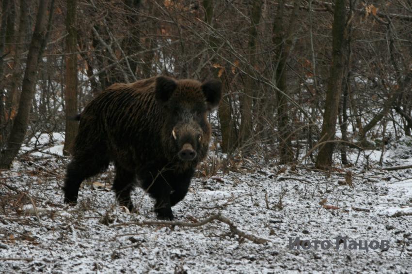 Депутат пита: Защо дивечовъдни участъци се отдават без търг за 0,57 лв./ха