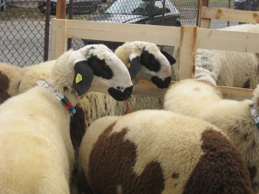 ���� �������������: �� ��� ������ ��� ������ ����� �� ����������������