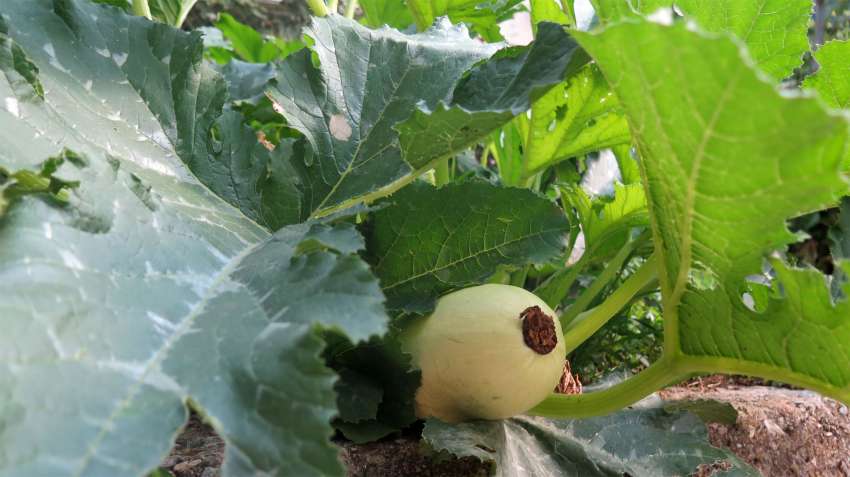 Тиквичките виреят най-добре в компост