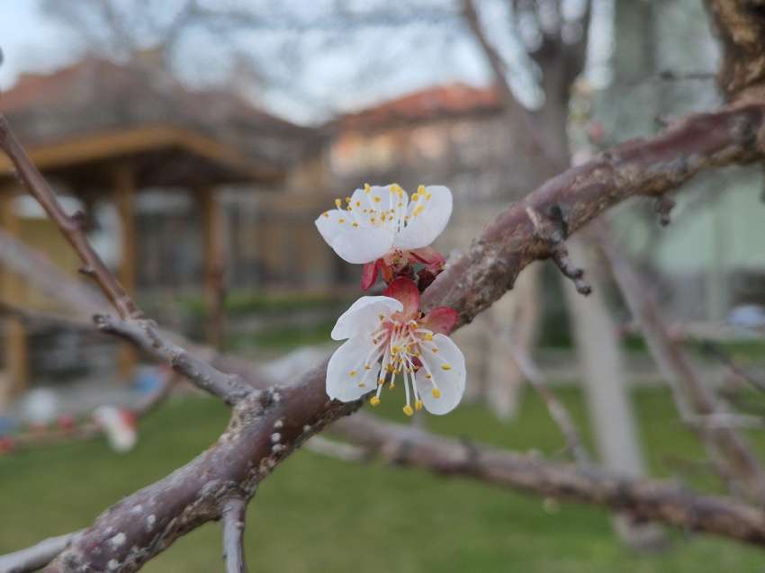 Катастрофата при плодовете през 2025 г. бе спасена от Южна България