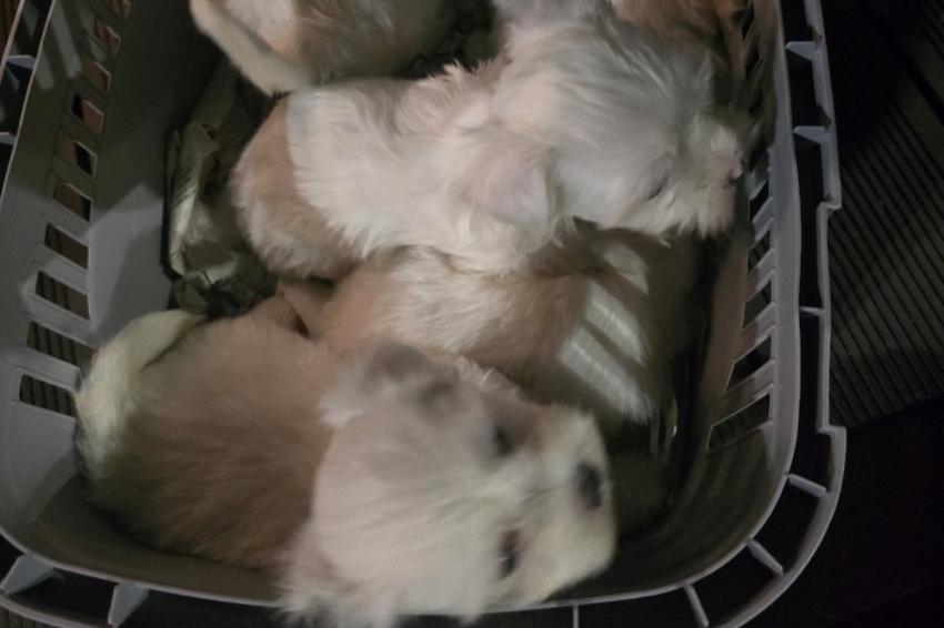 Спрян е незаконен износ на кучета за Гърция