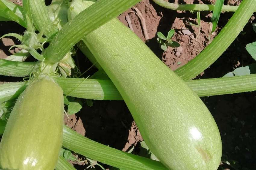 Тиквичките виреят най-добре в компост – начини на засаждане