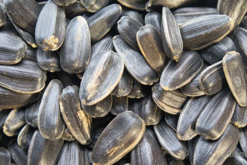 �������� ����������� ������������� ������� ��������� ������ �� ����������� � ��������������� ����� � ������������ ������