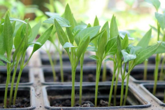 �������� �� ������������ �������, ������ ����� �� �����