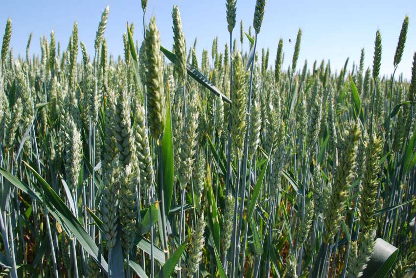 ������ - ���� ������� �������� � ���� ���������� �� ������ �� ����� �������