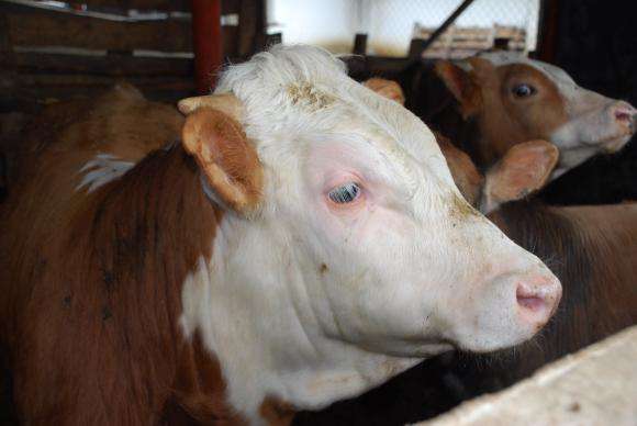 ������ � ������� ��� �������������� ����������� �� ��������� 