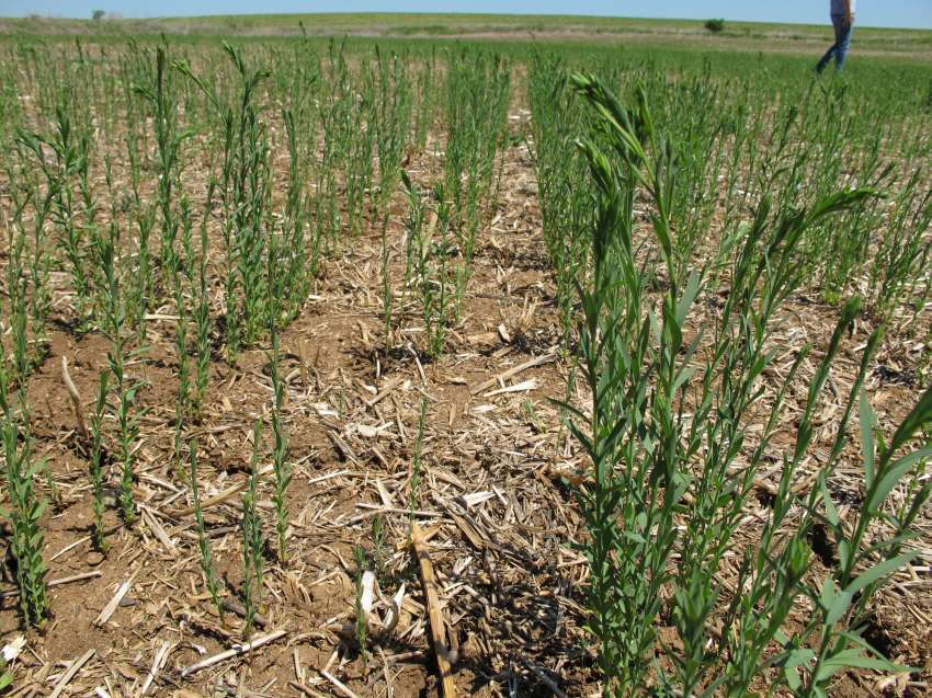 Все повече фермери прилагат консервационно земеделие