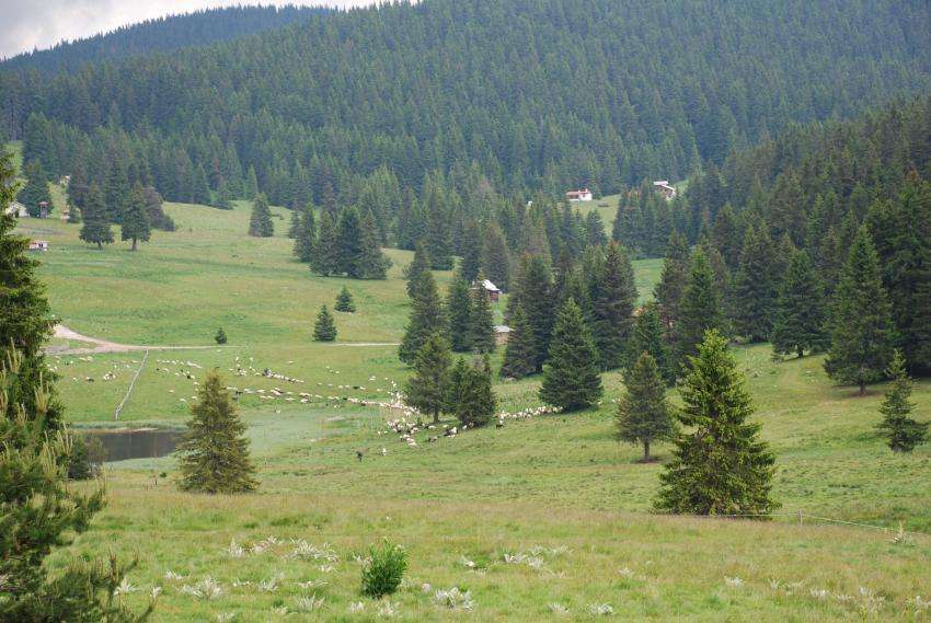 Директорите на горските стопанства в Сатовча и Елешница са освободени