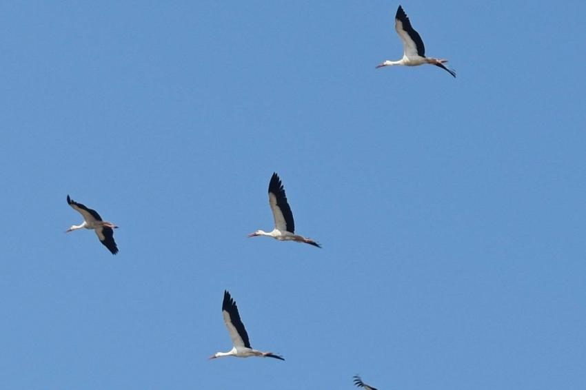 ����������� � ������ ��������� ����� �� �������� �� ������� � ��������� 