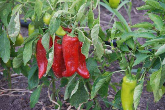 ������� ��� �� ������� ������ ������ ��� ������