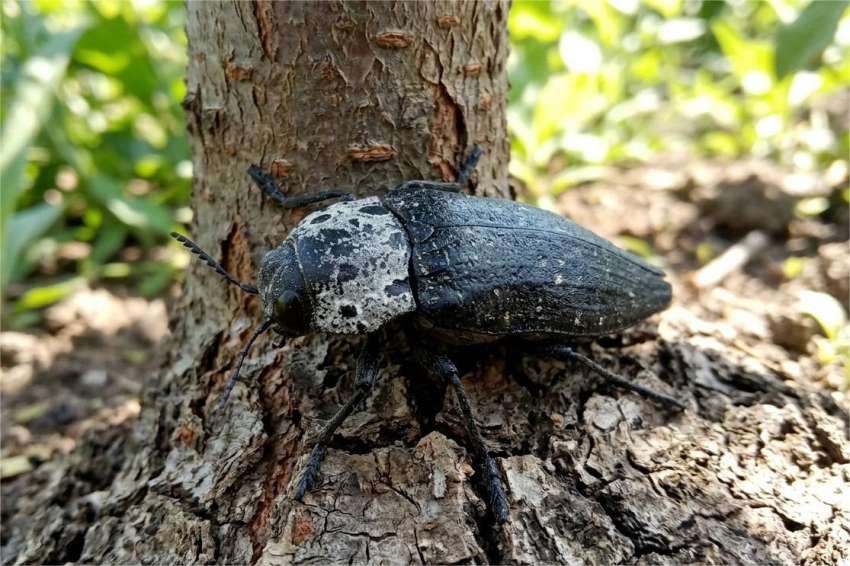�������� ����� �� ����������������� �� ����� ������ (Capnodis tenebrionis) � ��������