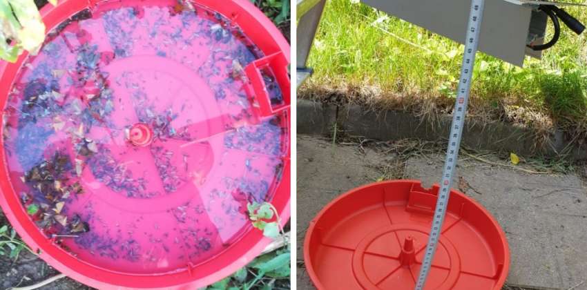 ��� ������� 256 ���. ���� �� ����� � ��������� ����� - Tuta absoluta