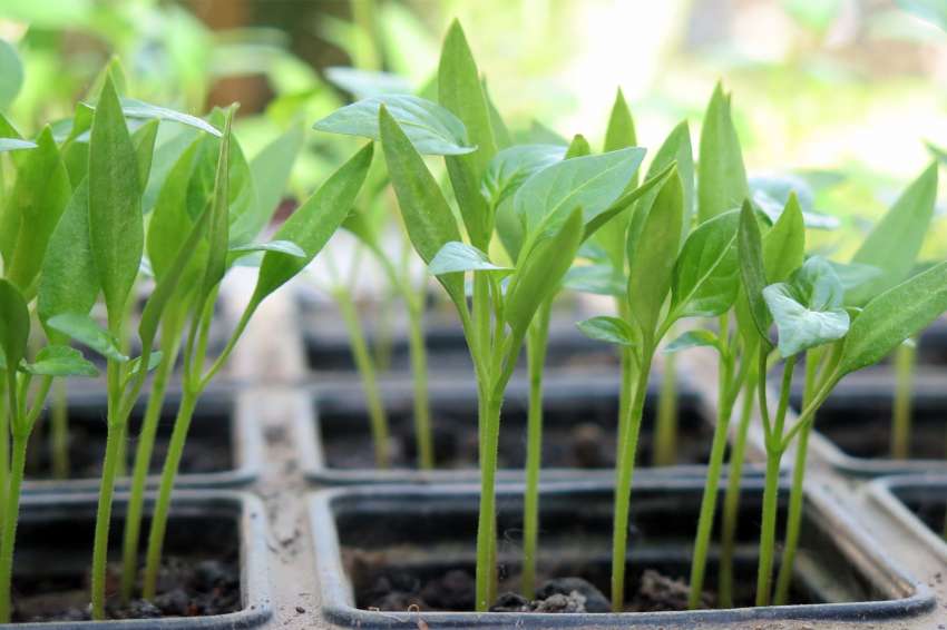 ������ ��� ��������� �� ������ �� ��������� �����