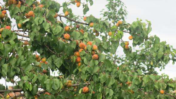 ��� 32 ���. ���� �������� �� ��������������� �� ������� � ���������