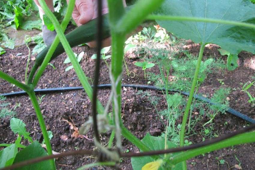 ����������� �� ������������ ��� ����������� �� �� ��������� �����