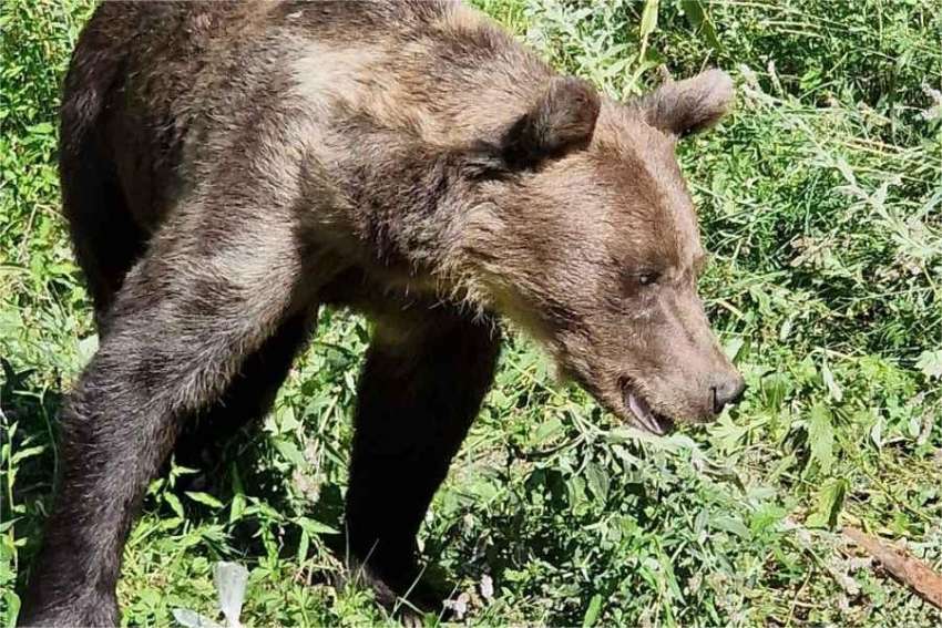 Броят на дивите животни по света е намалял със 73 процента за 52 години