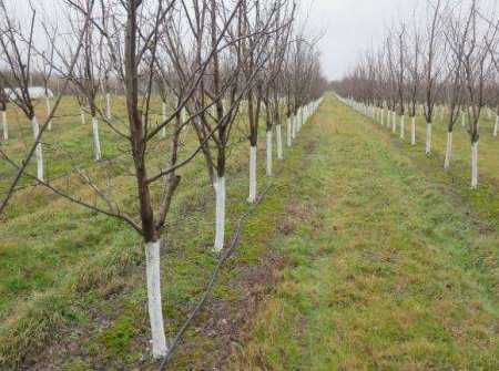 Над 1 707 хектара с овошки остават без обезщетение заради лошо състояние, призна МЗХ