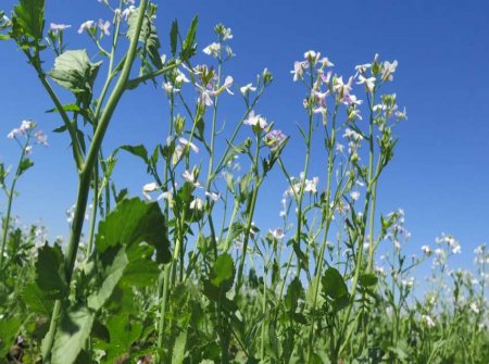 Консервационното земеделие – ключовата промяна в Кампания 2026