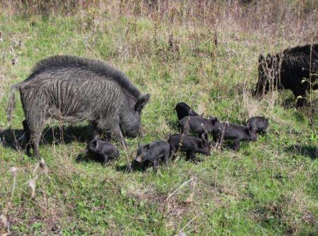 Древното ни свиневъдство е на ръба, бизнесът очаква политик с мисия да спаси ИБС